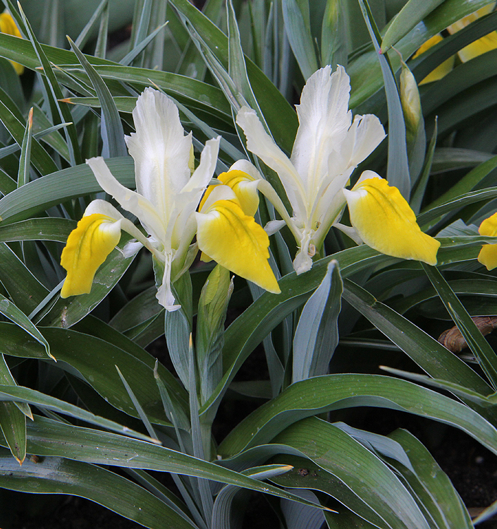 Iris bucharica