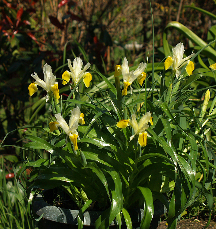 Iris bucharica
