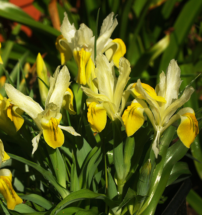 Iris bucharica