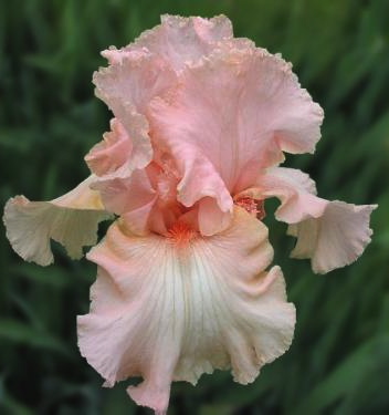 Iris germanica BEVERLY SILLS