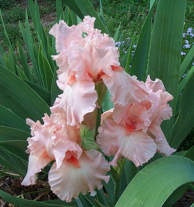 Iris germanica BEVERLY SILLS