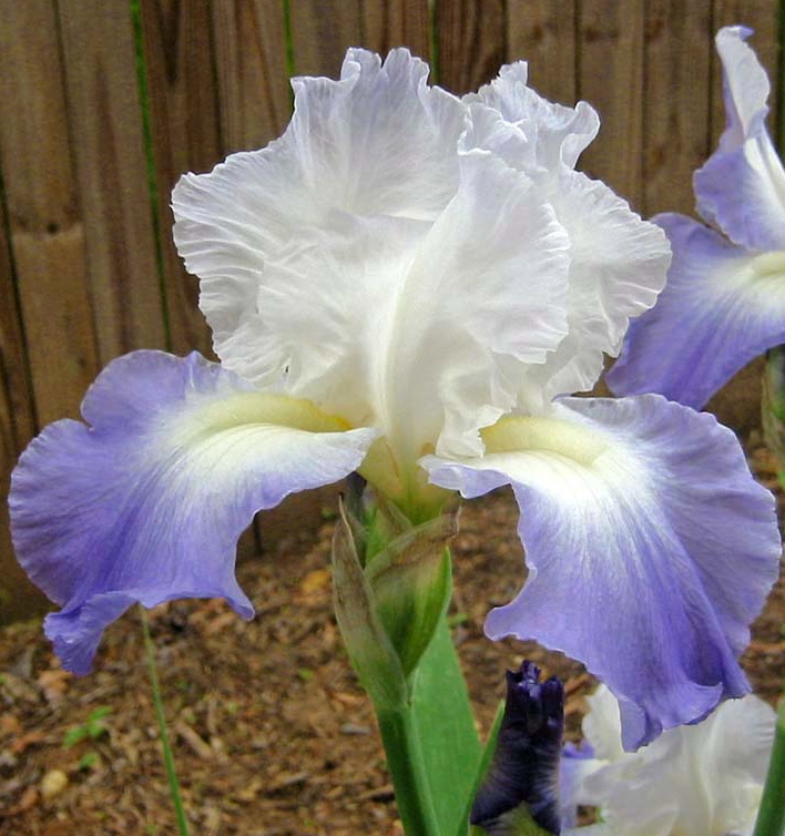 Iris germanica CLARENCE
