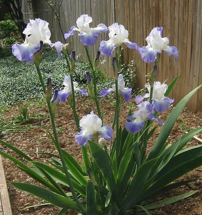 Iris germanica CLARENCE