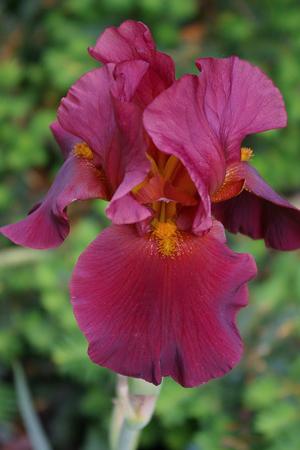 Iris germanica WARCHIEF