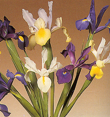 Iris hollandica STANDARD MIX