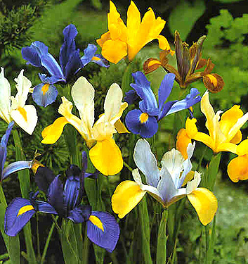 Iris hollandica STANDARD MIX