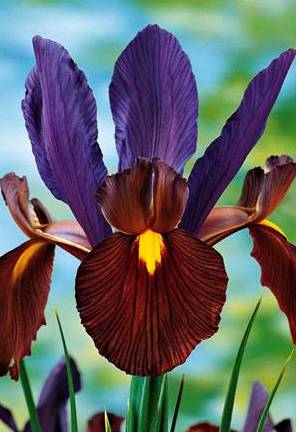 Iris hollandica TIGEREYE®