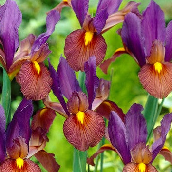 Iris hollandica TIGEREYE®