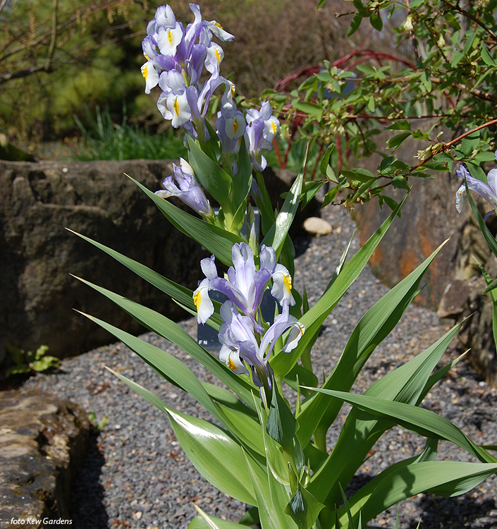 Iris magnifica