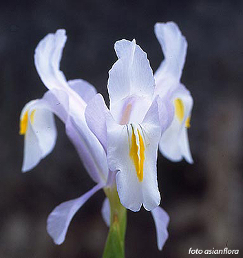 Iris magnifica