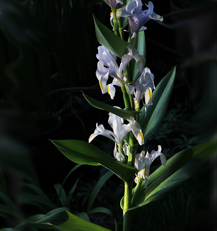 Iris magnifica