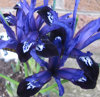 Iris reticulata BLUE NOTE
