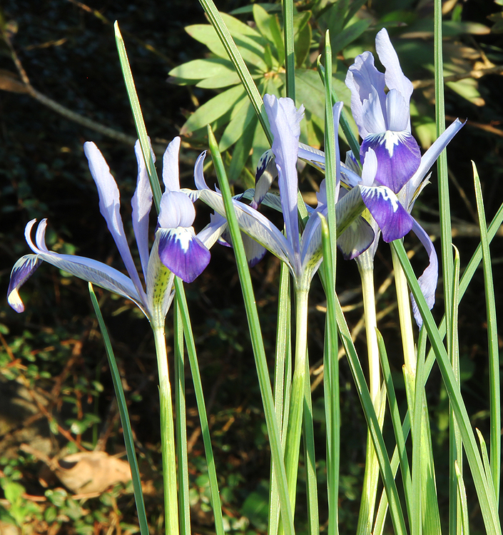 Iris reticulata BLUE NOTE
