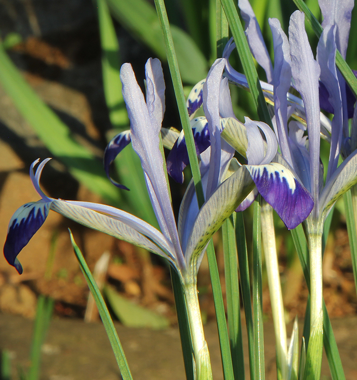 Iris reticulata BLUE NOTE