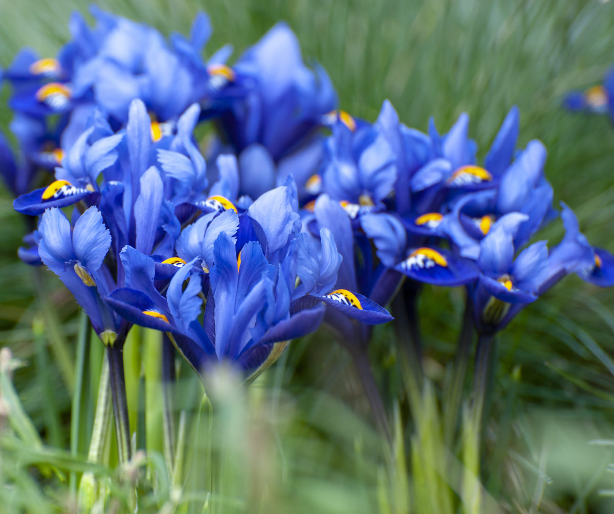 Iris reticulata HARMONY