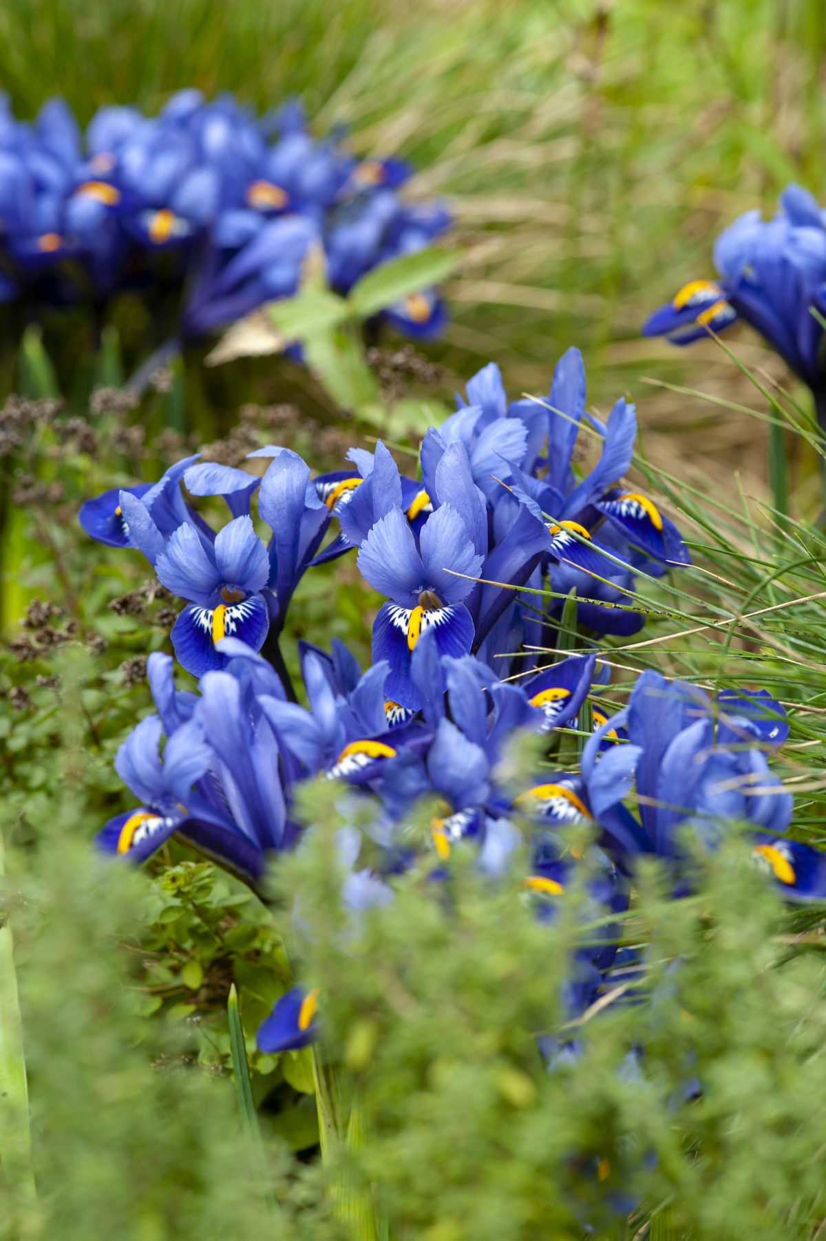 Iris reticulata HARMONY