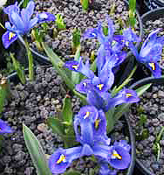 Iris reticulata HARMONY