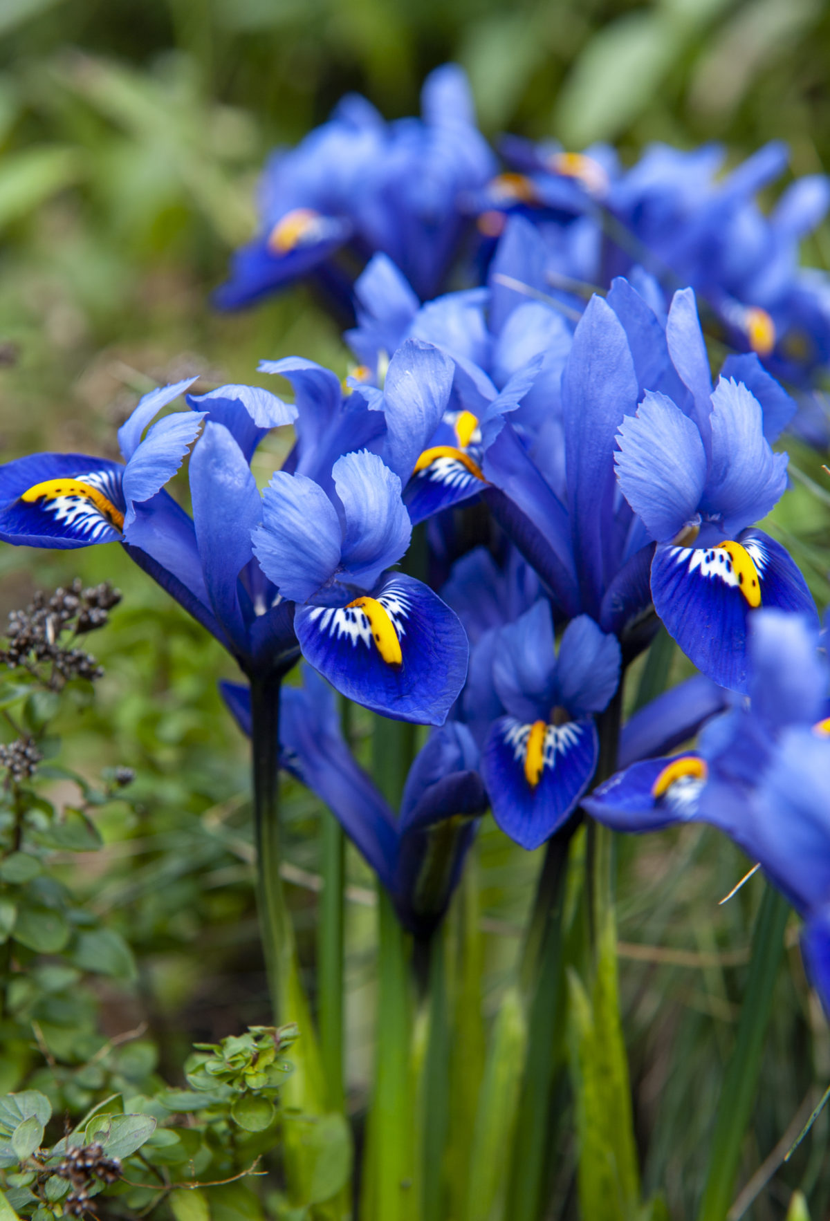 Iris reticulata HARMONY