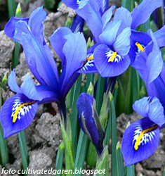 Iris reticulata HARMONY
