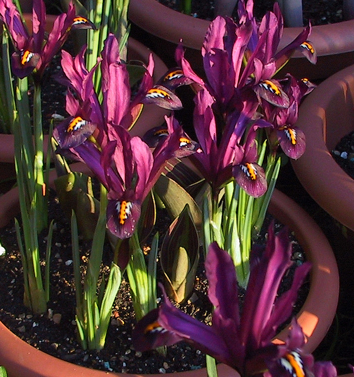 Iris reticulata J. S. DIJT