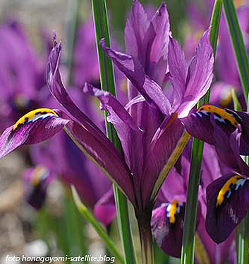 Iris reticulata J. S. DIJT