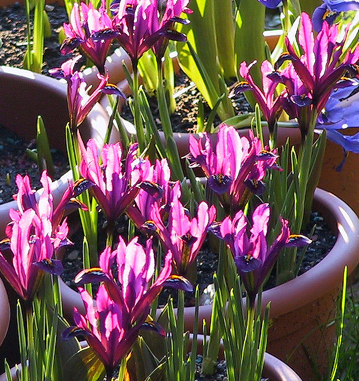 Iris reticulata J. S. DIJT