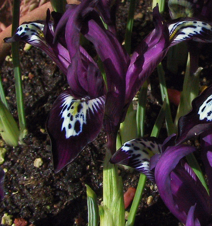 Iris reticulata PAULINE