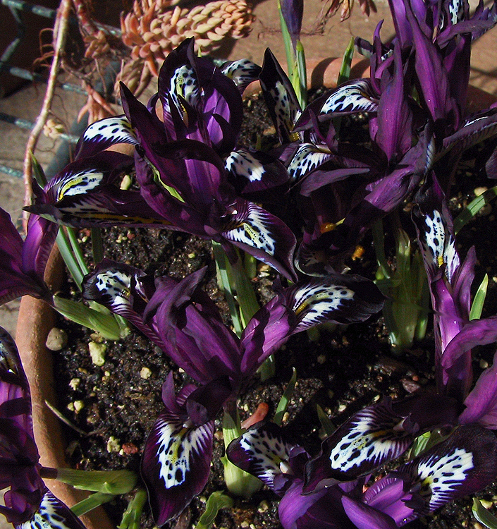 Iris reticulata PAULINE