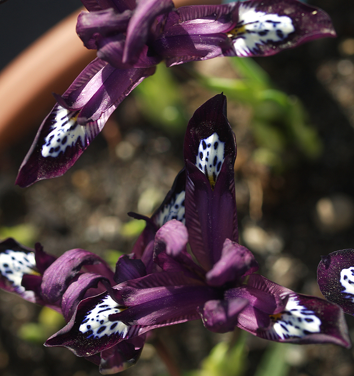 Iris reticulata PAULINE