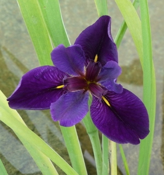 Iris x louisiana BLACK GAMECOCK