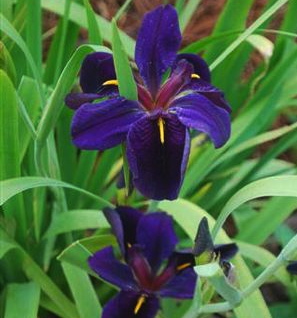 Iris x louisiana BLACK GAMECOCK