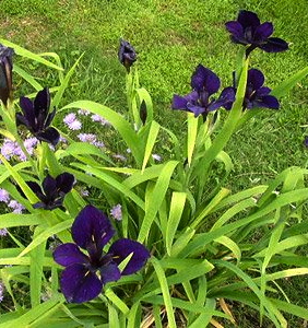 Iris x louisiana BLACK GAMECOCK