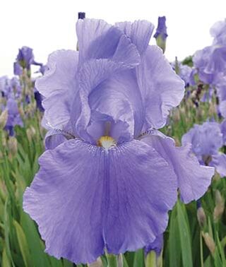 Iris germanica SEA DOUBLE (A)