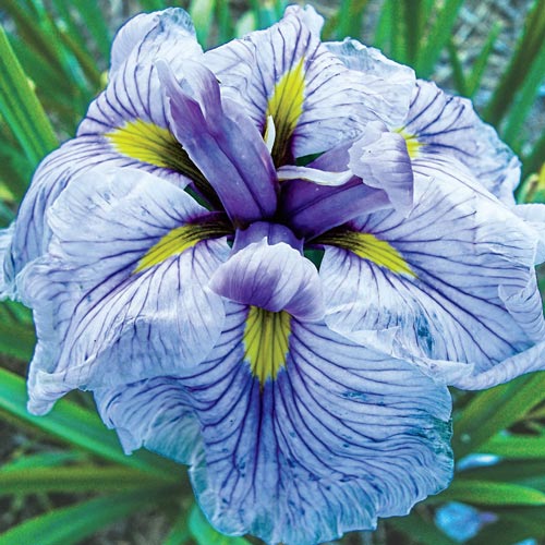 Iris ensata GREYWOODS CATRINA