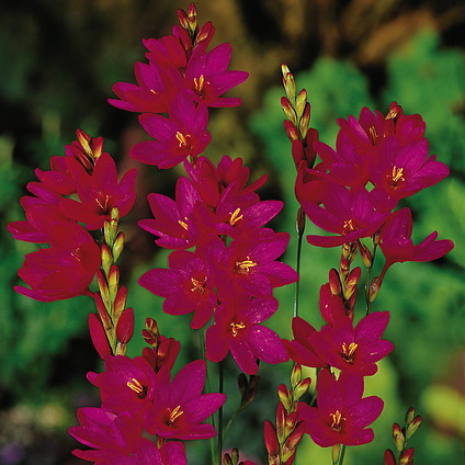 Ixia VENUS