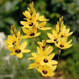 Ixia YELLOW EMPEROR