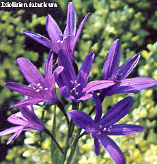 Ixiolirion tataricum