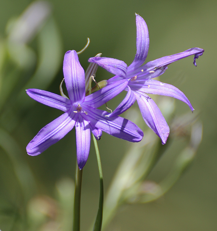 Ixiolirion tataricum
