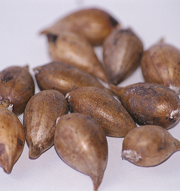 Ixiolirion tataricum