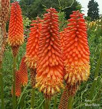 Kniphofia ALCAZAR