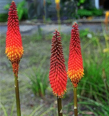 Kniphofia ALCAZAR