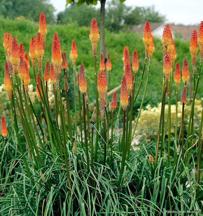 Kniphofia ALCAZAR