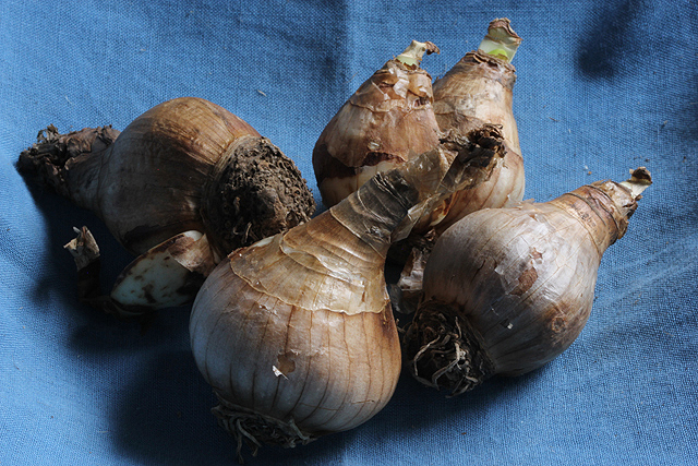 Leucojum aestivum