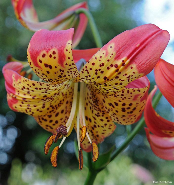 Lilium longiflorum x pardalinum FUSION