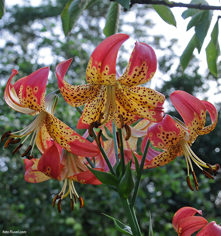 Lilium longiflorum x pardalinum FUSION