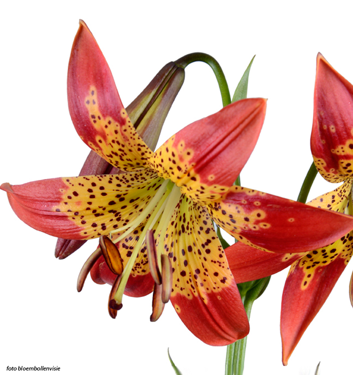 Lilium longiflorum x pardalinum FUSION