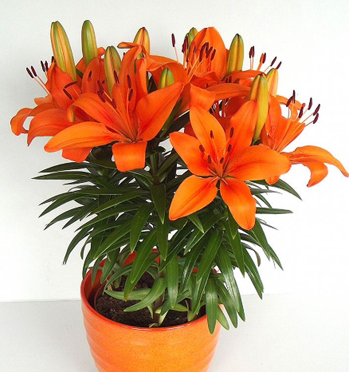 Lilium (asiatico) FANTASIATIC ORANGE