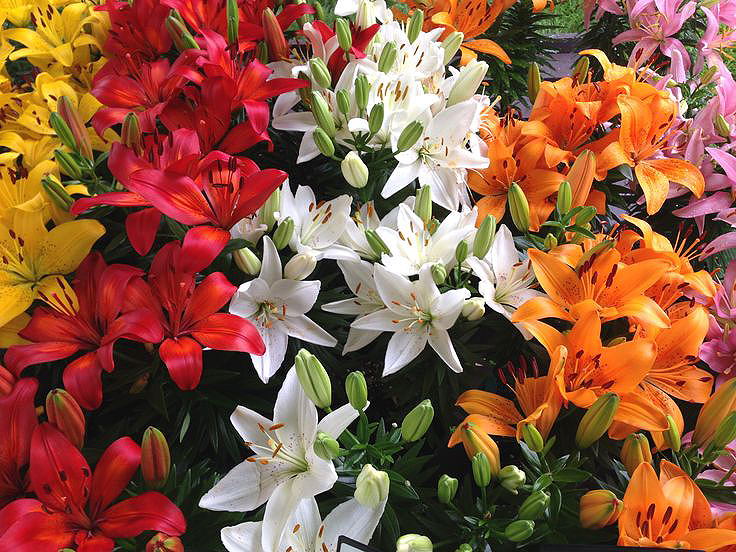 Lilium (asiatico) FANTASIATIC ORANGE