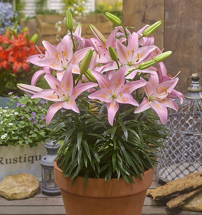 Lilium (asiatico) FANTASIATIC PINK