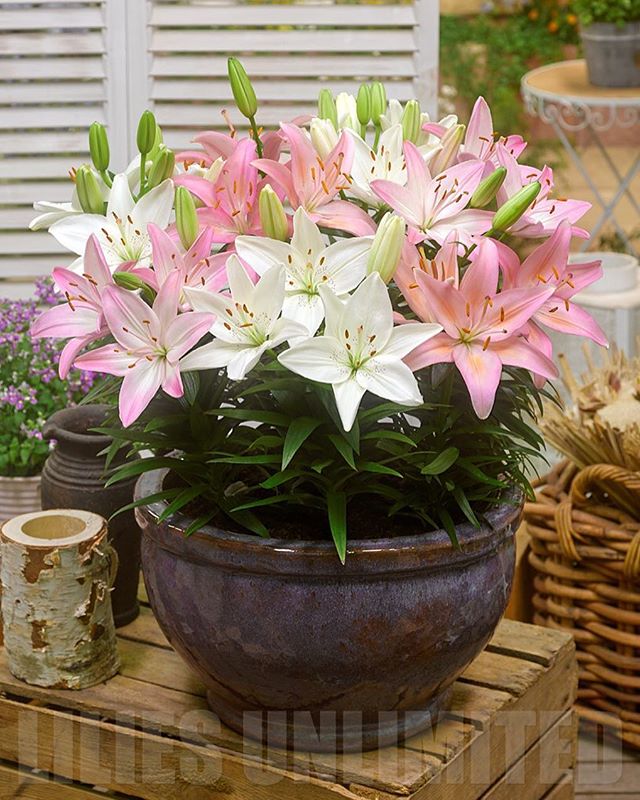 Lilium (asiatico) FANTASIATIC PINK